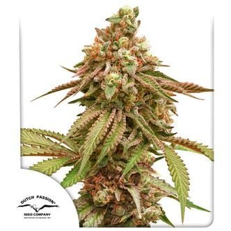 Tropical Tangie (Dutch Passion) Feminized