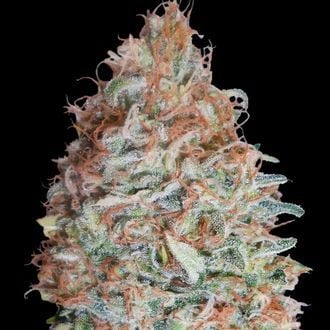 Banana Cookies (Advanced Seeds) Feminized