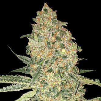 Bruce Banner (Advanced Seeds) Feminized