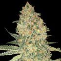 Bruce Banner (Advanced Seeds) Feminized