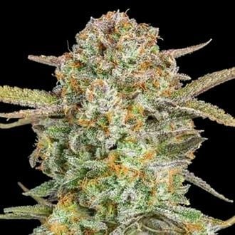 Auto Bruce Banner XXL (Advanced Seeds) Feminized