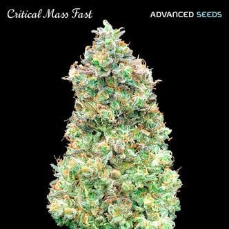 Critical Mass Fast (Advanced Seeds) Feminized