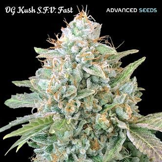OG Kush SFV Fast (Advanced Seeds) Feminized