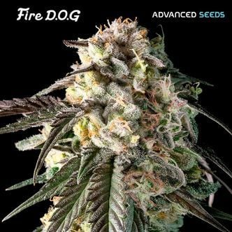 Fire DOG (Advanced Seeds) Feminized