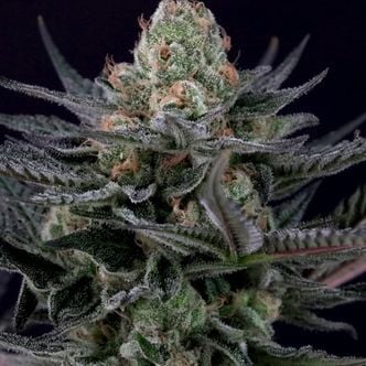 Caramba (Paradise Seeds) Feminized