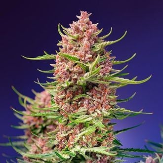 Strawberry Cola Sherbet F1 Fast Version (Sweet Seeds) Feminized