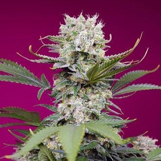 Sweet Mandarine Zkittlez XL Auto (Sweet Seeds) Feminized