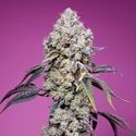 Sweet Mandarine Zkittlez F1 Fast Version (Sweet Seeds) Feminized