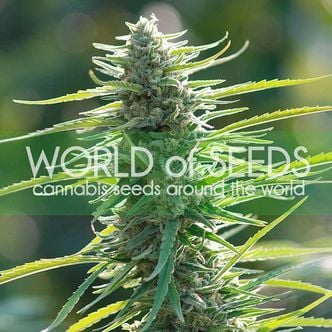 Colombian Gold (World of Seeds) Feminized