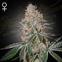 HighCloudZ (Greenhouse Seeds) Feminized