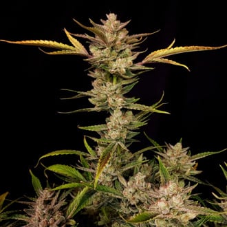 Ztrawberriez Auto (FastBuds) Feminized
