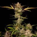 Ztrawberriez Auto (FastBuds) Feminized