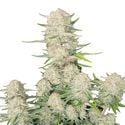 Apricot Auto (FastBuds) Feminized