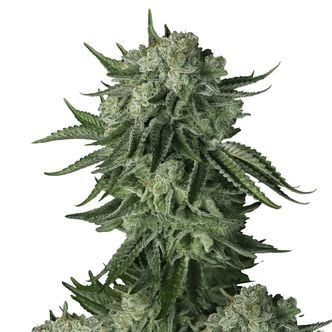 Moby Dick Original Auto (FastBuds) Feminized