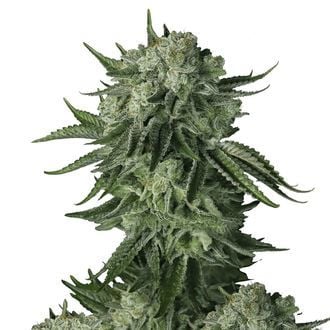 Moby Dick Original Auto (FastBuds) Feminized