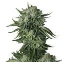 Moby Dick Original Auto (FastBuds) Feminized