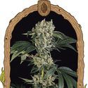 Sugar Larry (Exotic Seed) Feminized