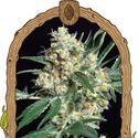 Honey Mints (Exotic Seed) Feminized