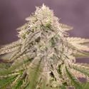 Bay Burger (Delicious Seeds) Feminized