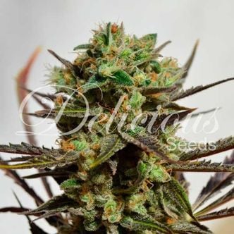 Delicious Candy (Delicious Seeds) Feminized