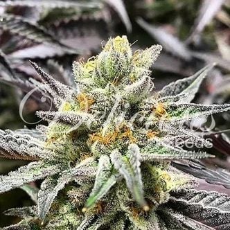 Delicious Cookies (Delicious Seeds) Feminized