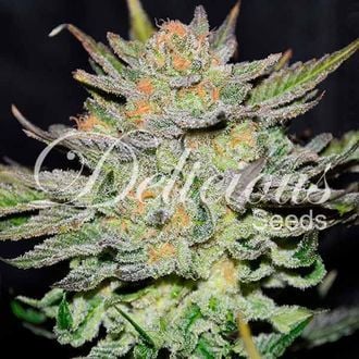 Blue Ace CBD Auto (Delicious Seeds) Feminized