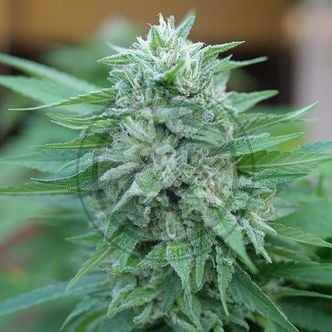 Moby Delicious (Delicious Seeds) Feminized