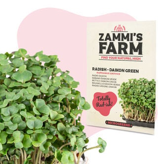 Microgreens Radijs - Groene Daikon (Raphanus Sativus) Zaden