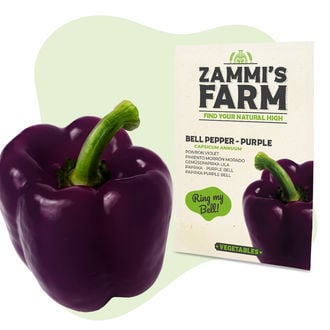 Paprikazaden Purple Bell (Capsicum Annuum)