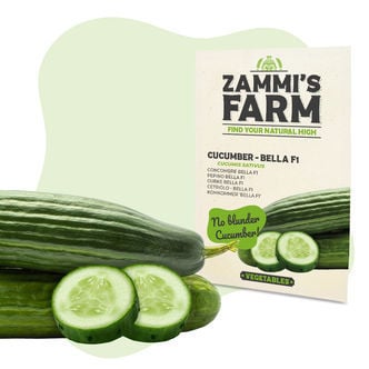 Komkommer Bella F1 Zaden (Cucumis Sativus)