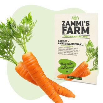 Wortel Zaden Amsterdamse Bak 2 (Daucus Carota)