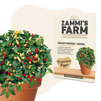 Sierpeper 'Dwarf Mixed' (Capsicum Annuum) Zaden