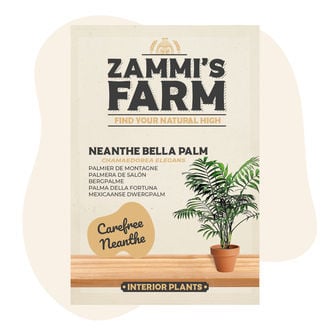 Mexicaanse Dwergpalm (Chamaedorea Elegans) Zaden