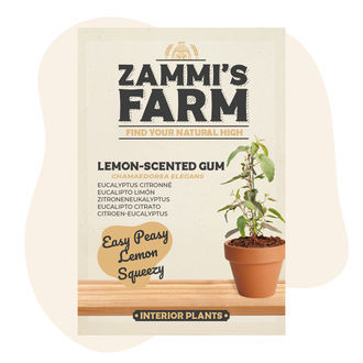 Citroen-Eucalyptus (Eucalyptus citriodora) Zaden