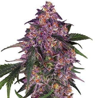 Sensi Purple Kush (Sensi Seeds) Feminized