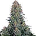 Blue Skunk (Sensi Seeds) Feminized