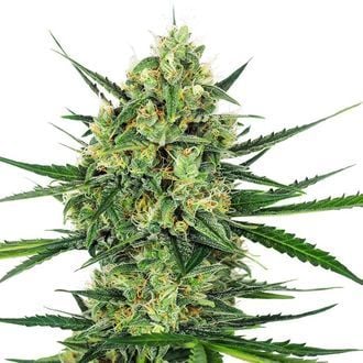 Tangerine Sugar (Sensi Seeds) Feminized