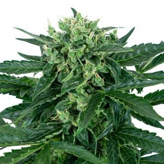 Sensi Amnesia Auto (Sensi Seeds) feminized