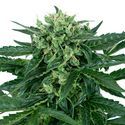 Sensi Amnesia Auto (Sensi Seeds) Feminized