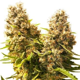 Banana Kush Cake Auto (Sensi Seeds) Feminized