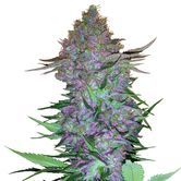 Purple Skunk Auto (Sensi Seeds) feminized