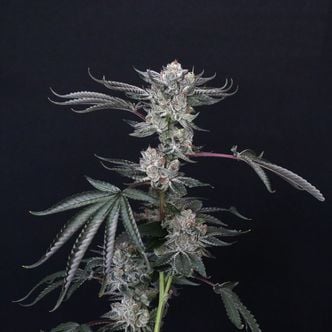 Luxar-Dos (Compound Genetics) Feminized