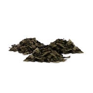 Salvia divinorum