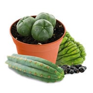 Mescaline Cactussen