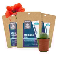 Psychoactieve Plantzaden