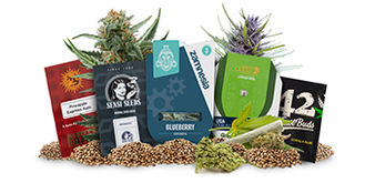 Top 5 autoflowering wietzaden
