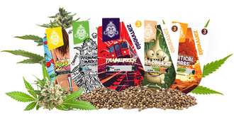 Top 10 Zamnesia Seeds