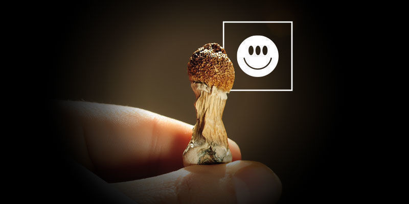 Is Psilocybe Cubensis Sterk?