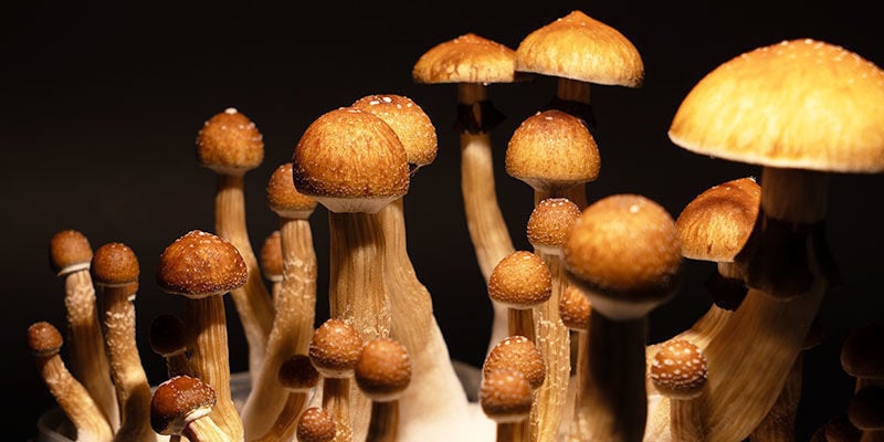 Hoe Kweek Je Psilocybe Cubensis?