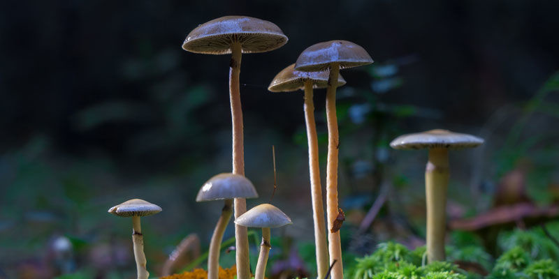 Psilocybe Cubensis: Een Geschenk Van De Natuur
